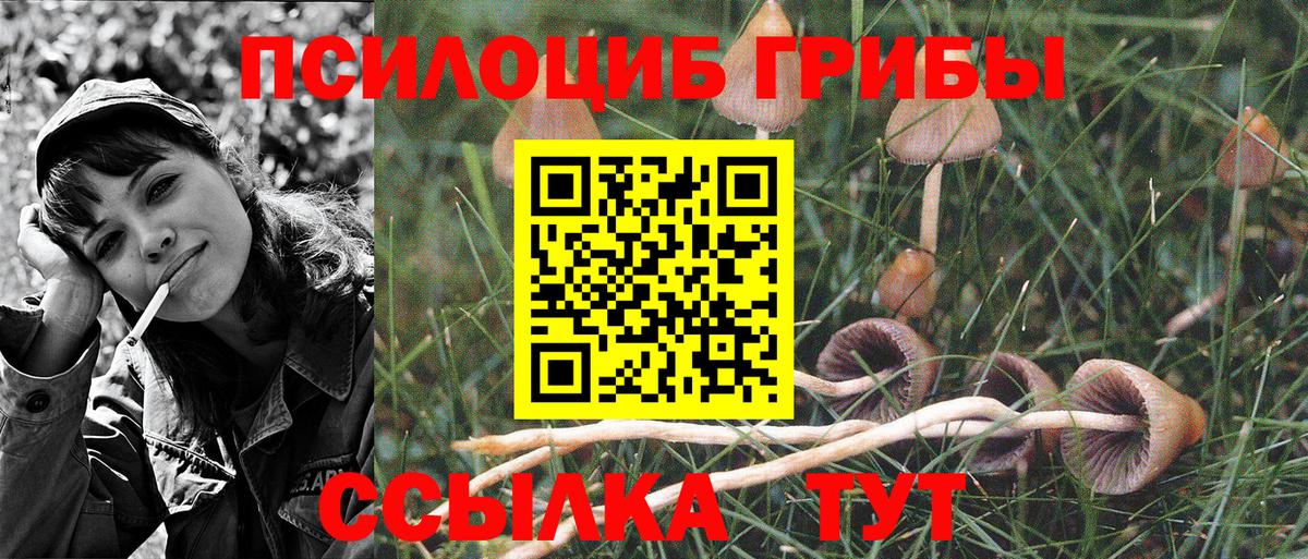 Псилоцибиновые грибы Cubensis  Вход с VPN  Дербент 